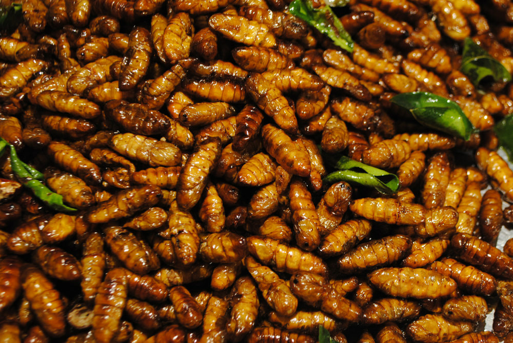Eating Insects: The New Trend or is the West just catching up? - Lion Brand